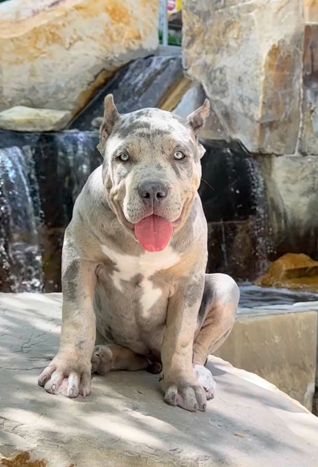 Blue Tri Merle Male